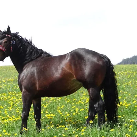 Stanglehen Mittersill